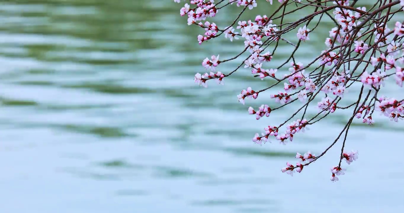 桃花与湖水，春天的气息视频购买