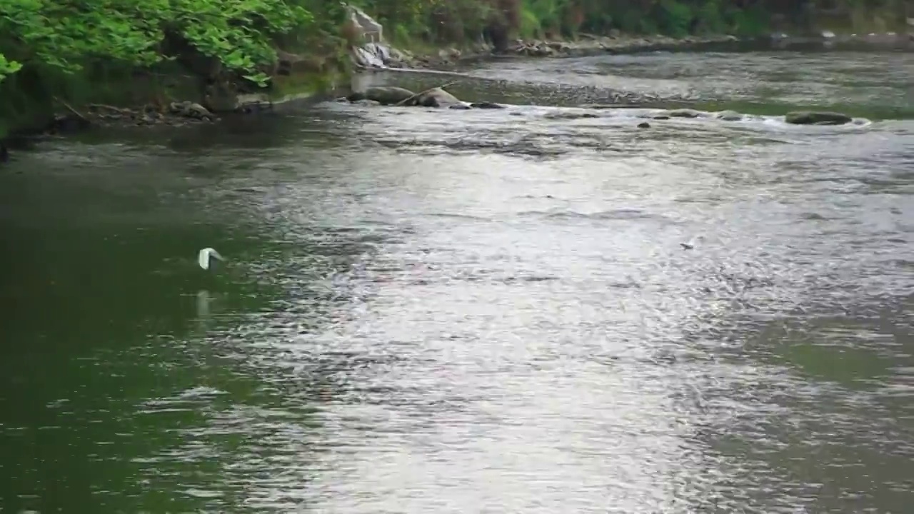 成都市温江区江安河湿地白鹭栖息地视频素材