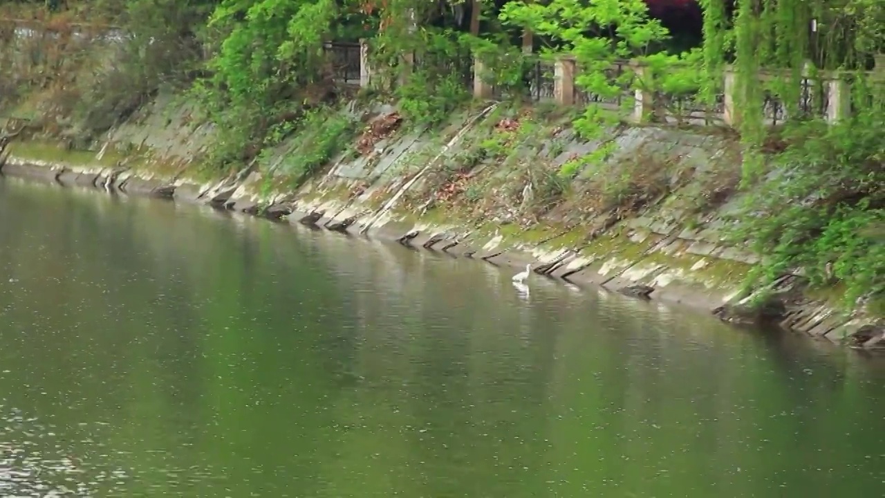 成都市温江区江安河湿地白鹭栖息地视频素材