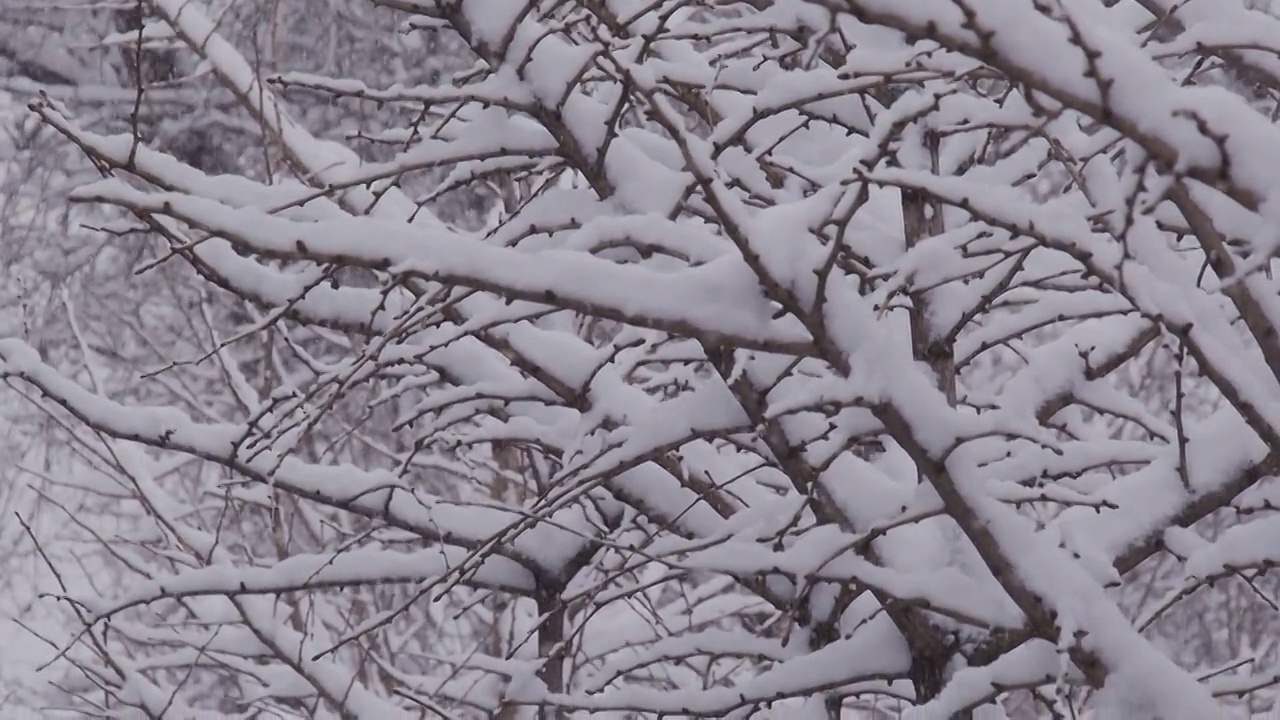 下雪的北京视频素材