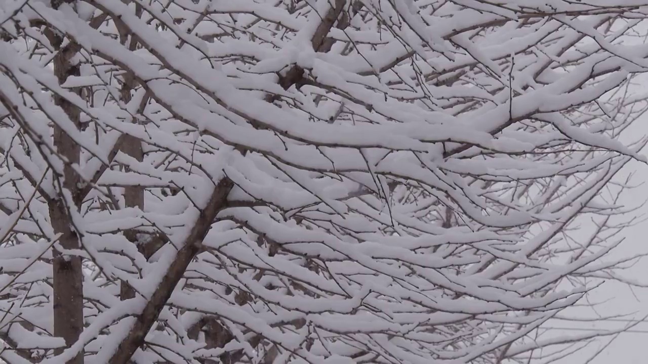 下雪的北京视频素材