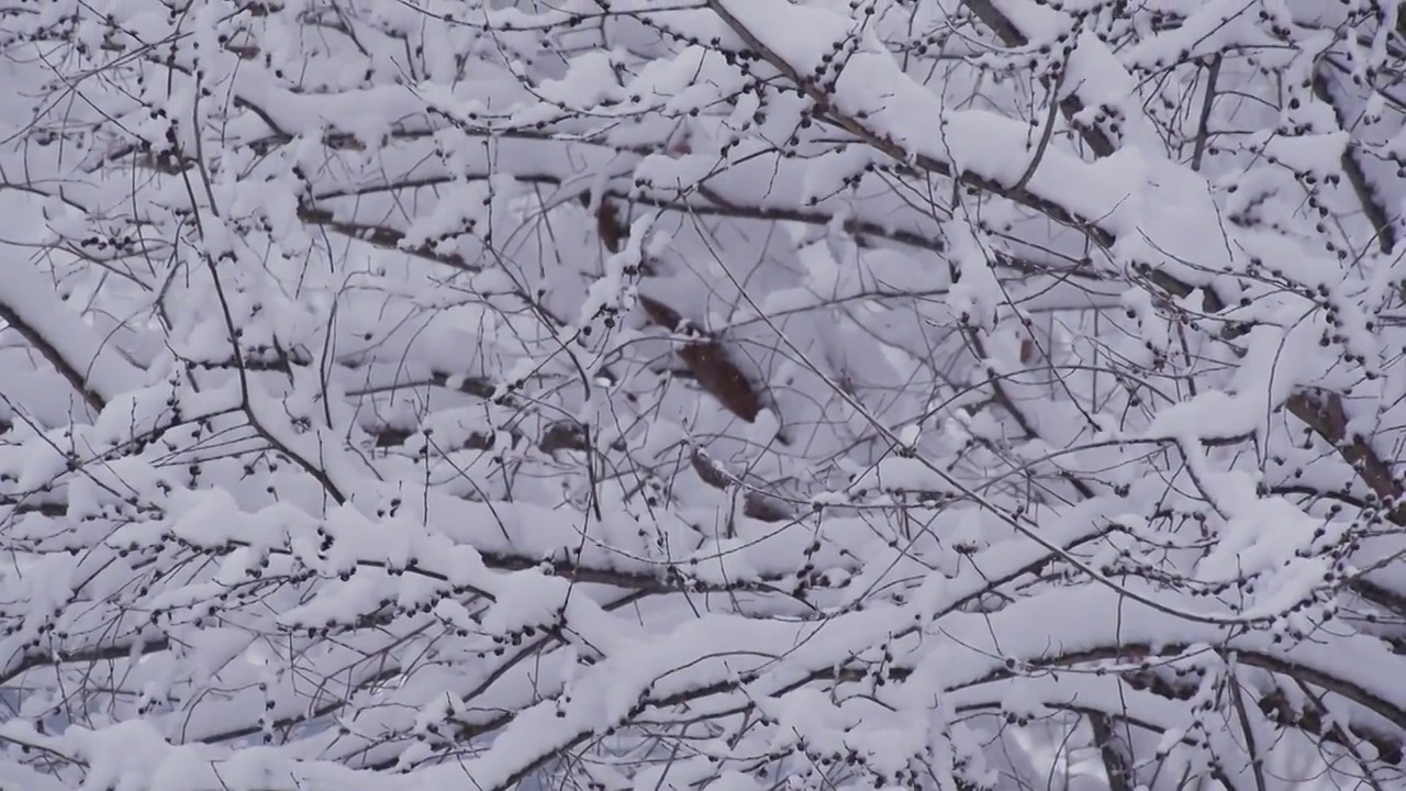 下雪的北京视频素材