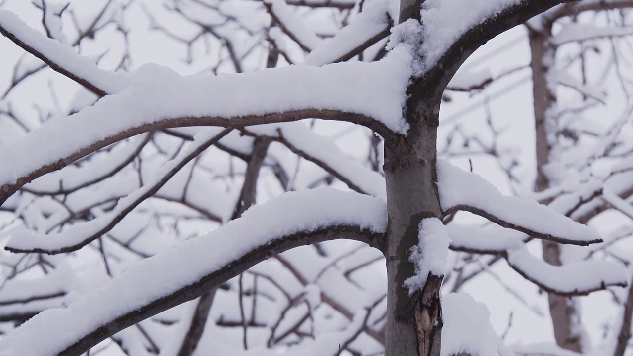 下雪的北京视频素材