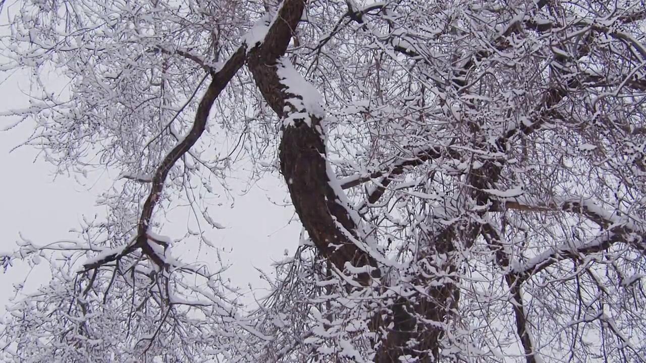 下雪的北京视频下载