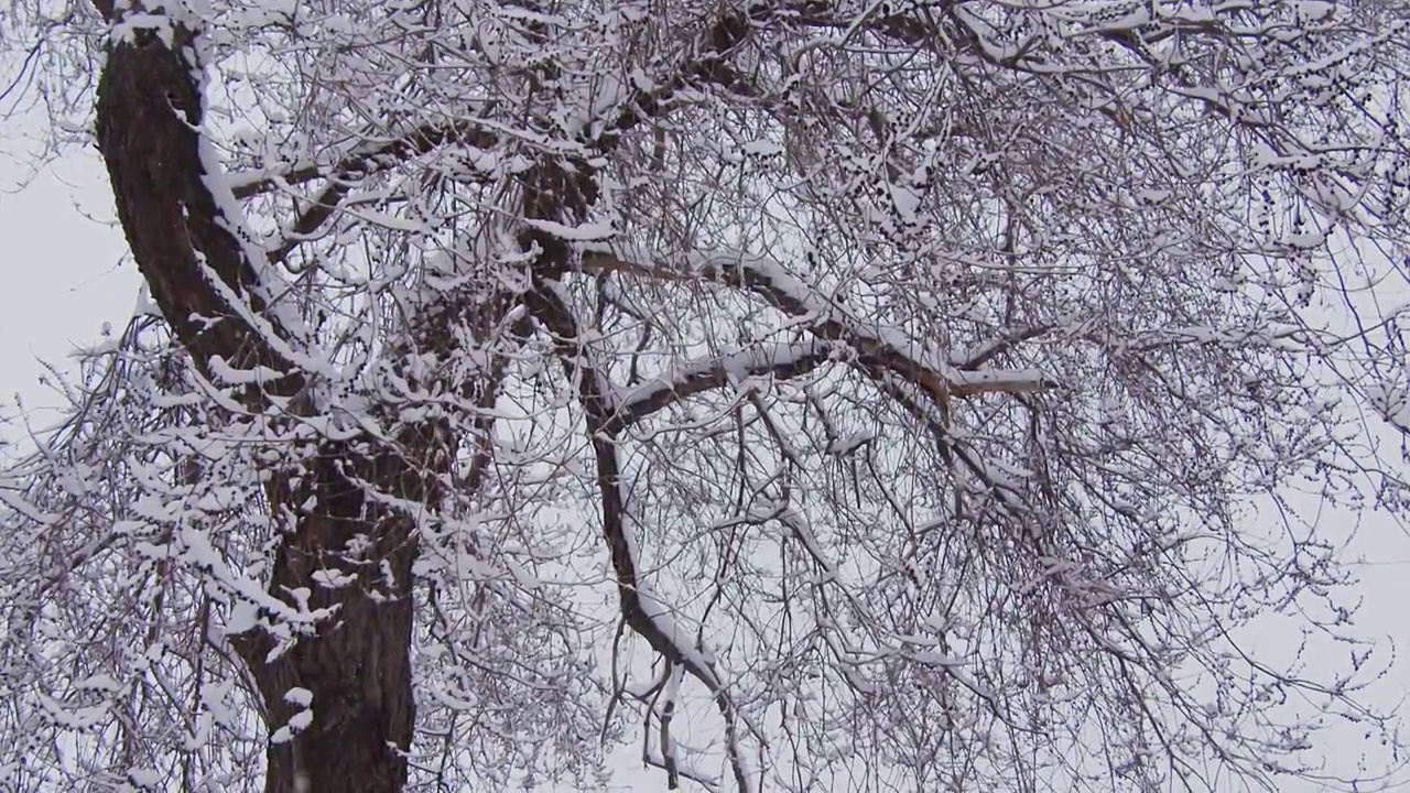 下雪的北京视频下载