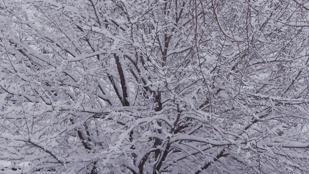 下雪的北京视频下载