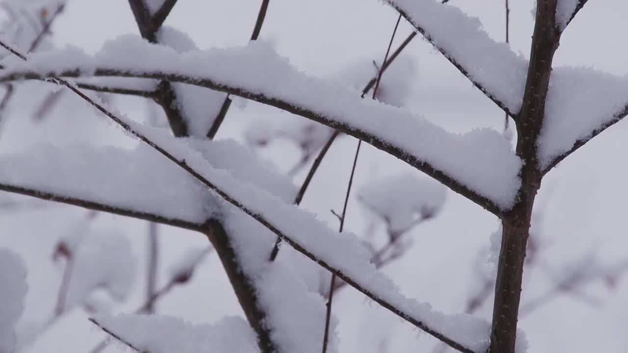 下雪的北京视频下载