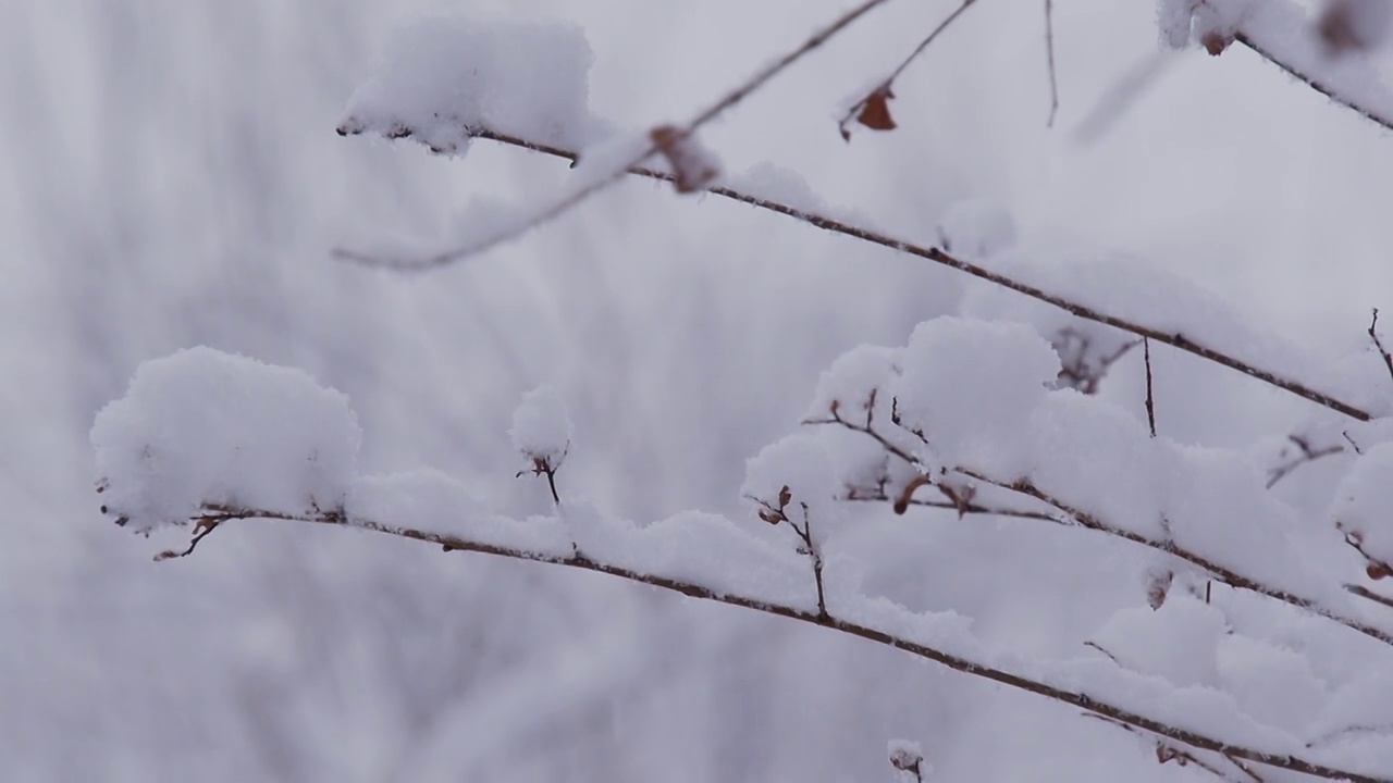 下雪的北京视频素材