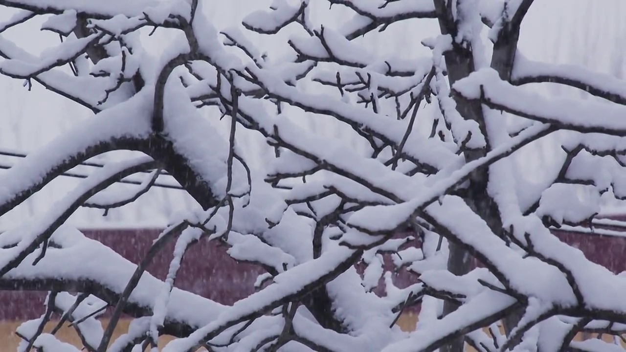 下雪的北京视频下载