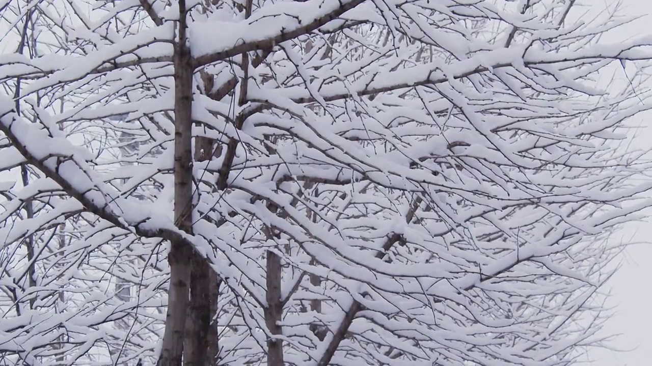 下雪的北京视频下载