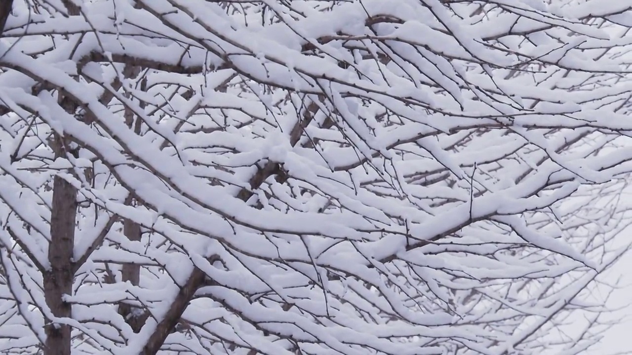 下雪的北京视频素材