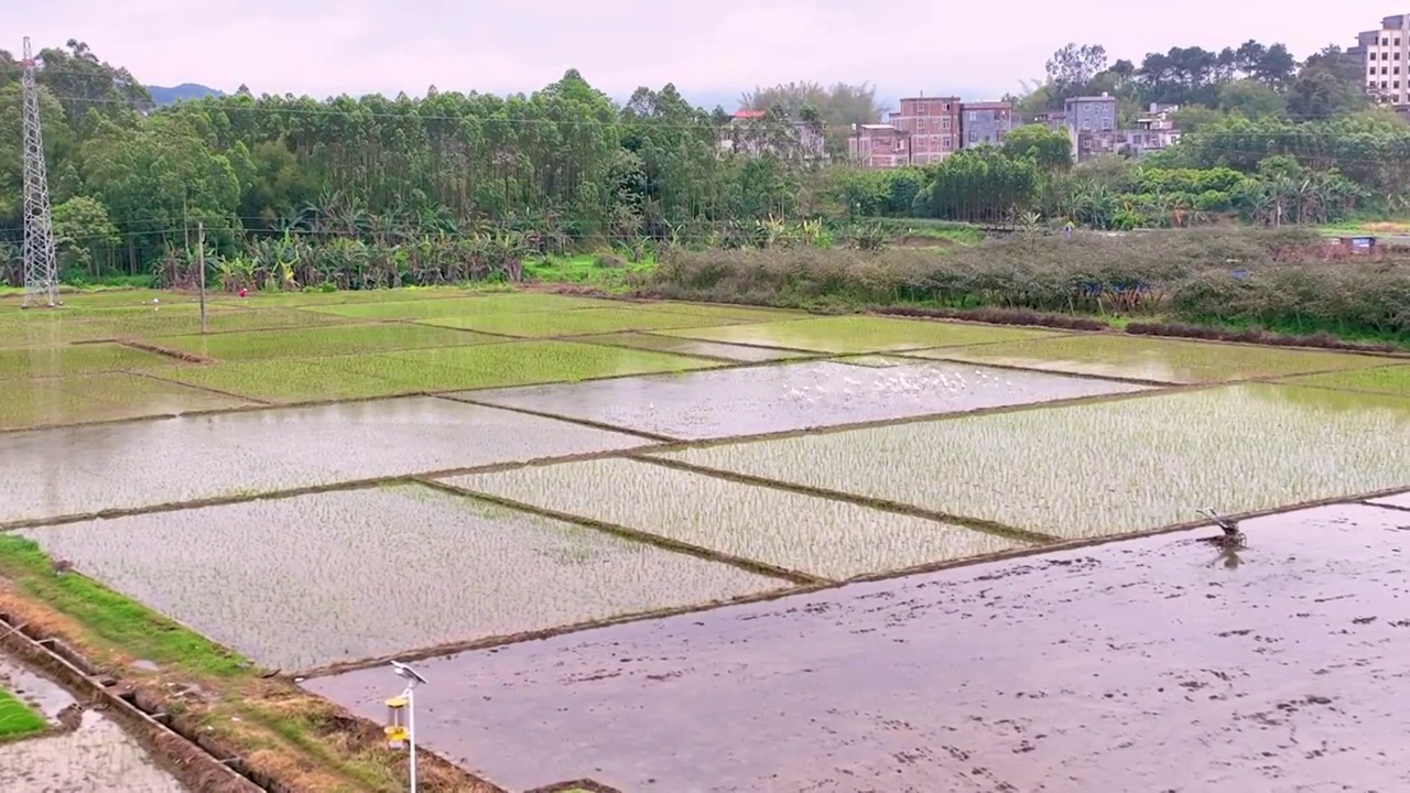 陈乔湘+《大田垌白鹭聚集繁殖觅食点》视频素材