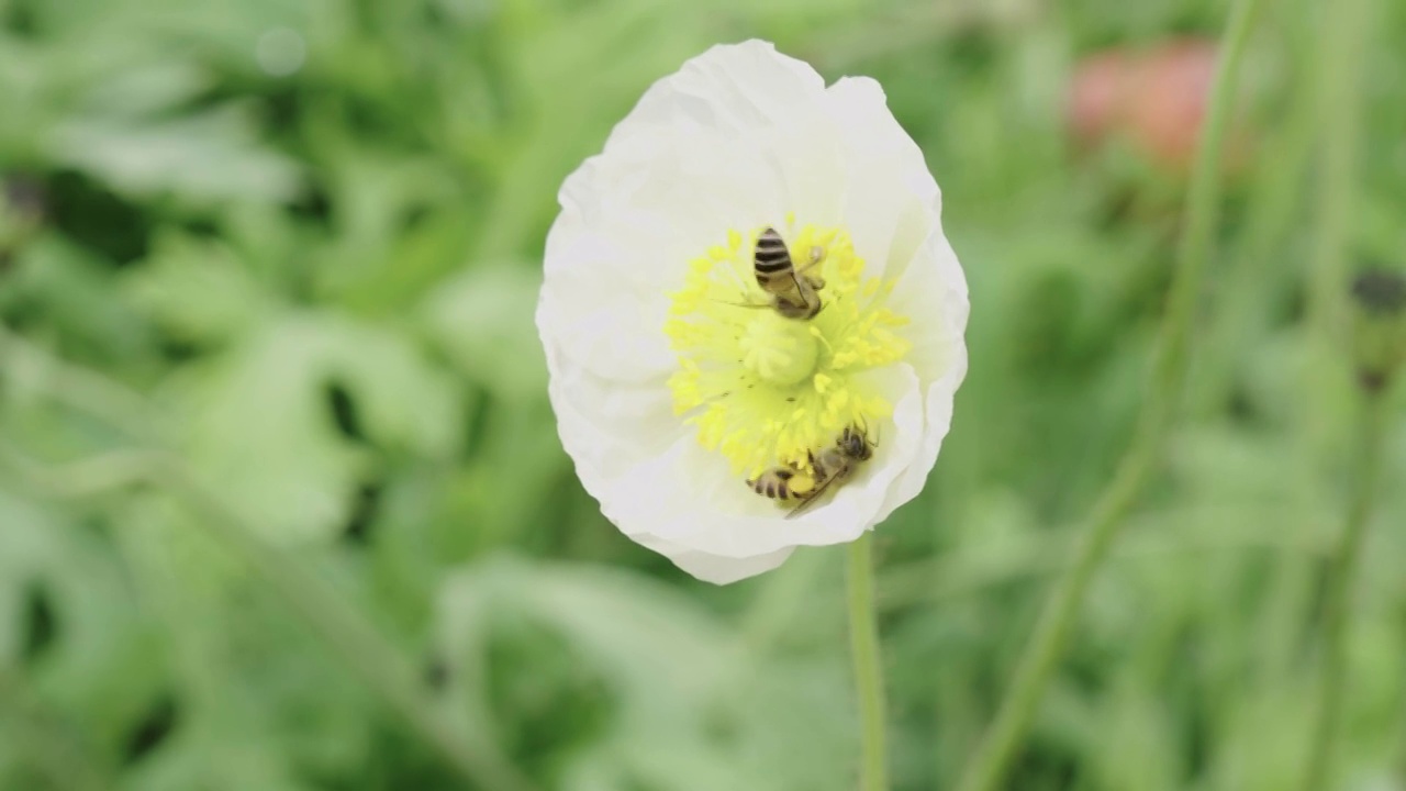 蜂蜜在花朵上采蜜视频素材