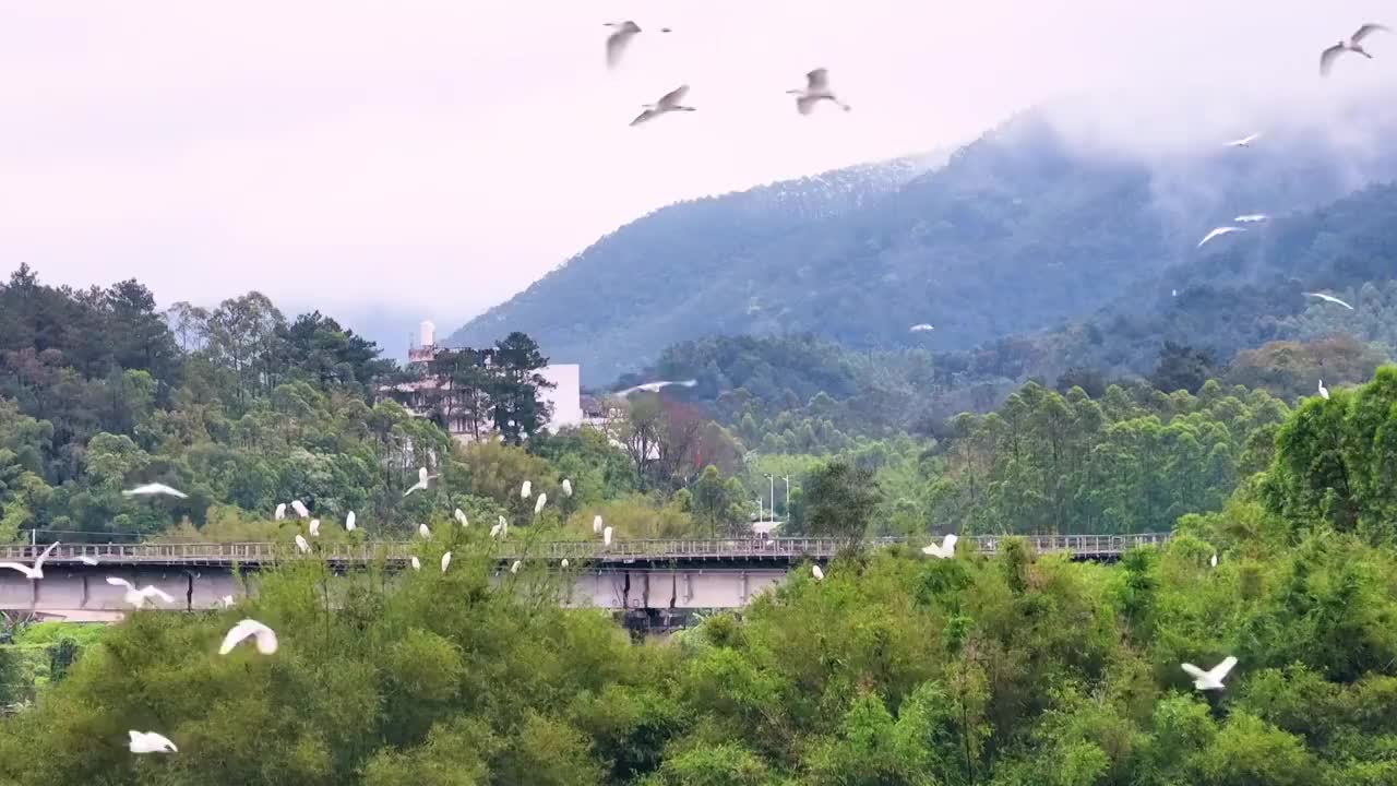 陈乔湘+《大田垌白鹭聚集繁殖觅食点》视频素材