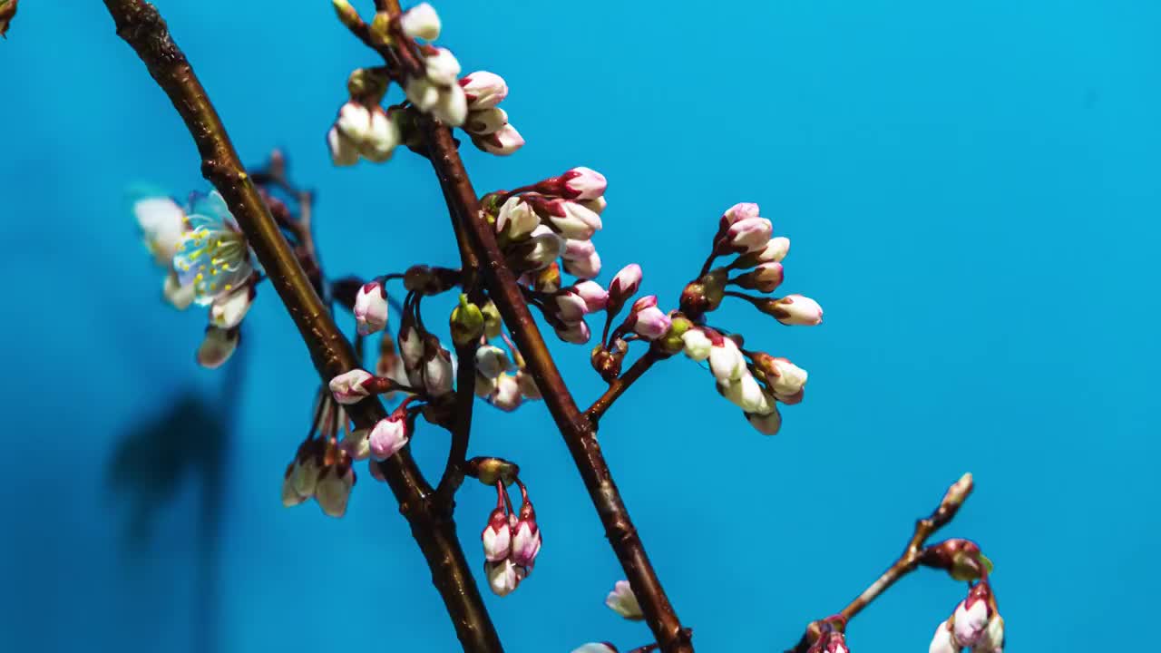 樱桃花延时视频素材