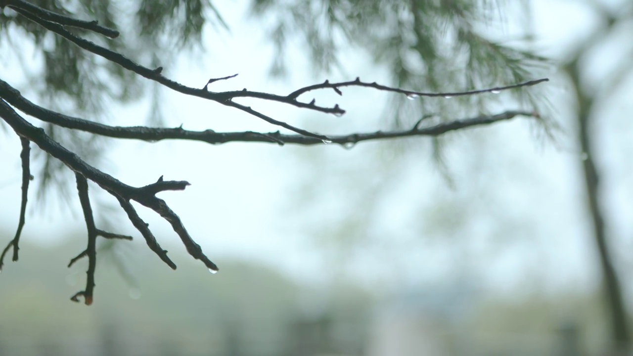 下雨天，雨水，自然环境视频素材