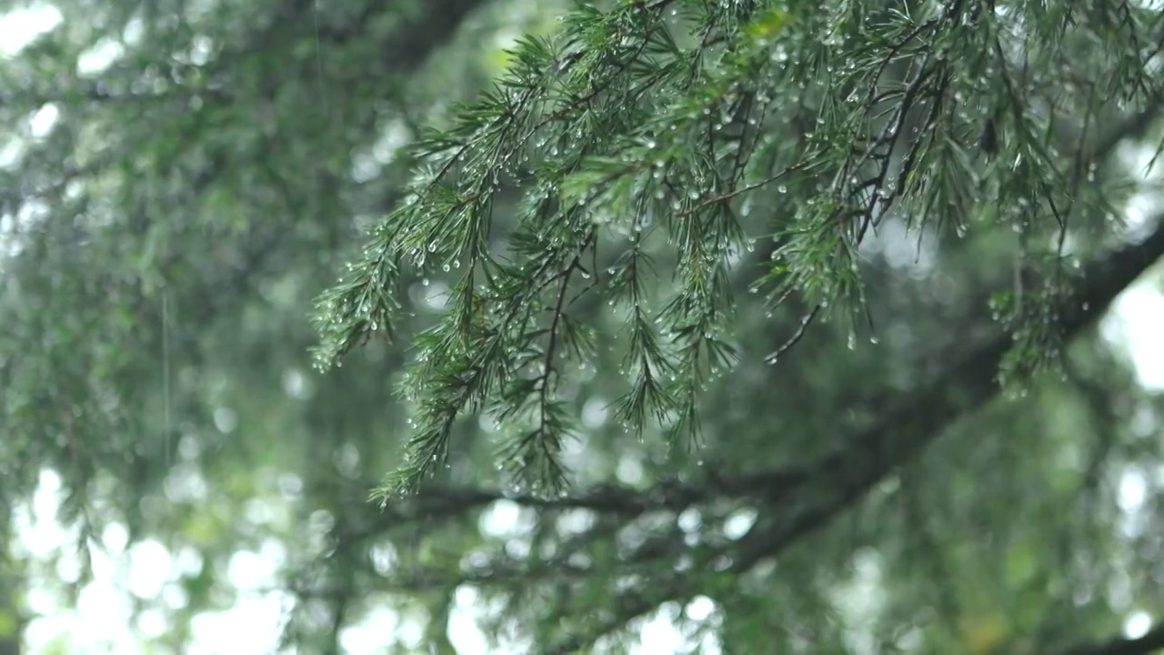 下雨天，雨水，自然环境视频素材