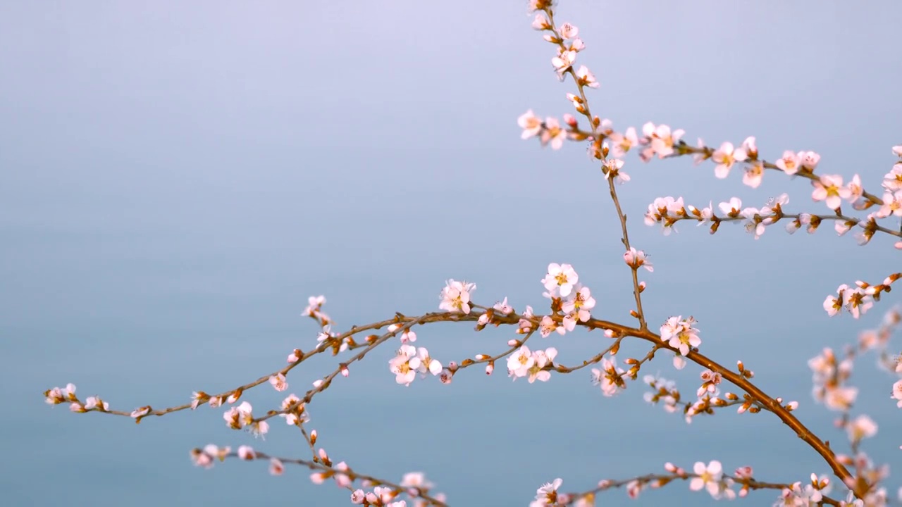 春天北京西堤春花盛开视频素材