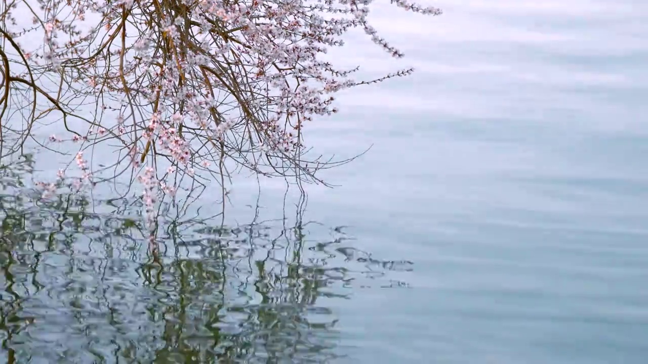 春天北京西堤春花盛开视频素材