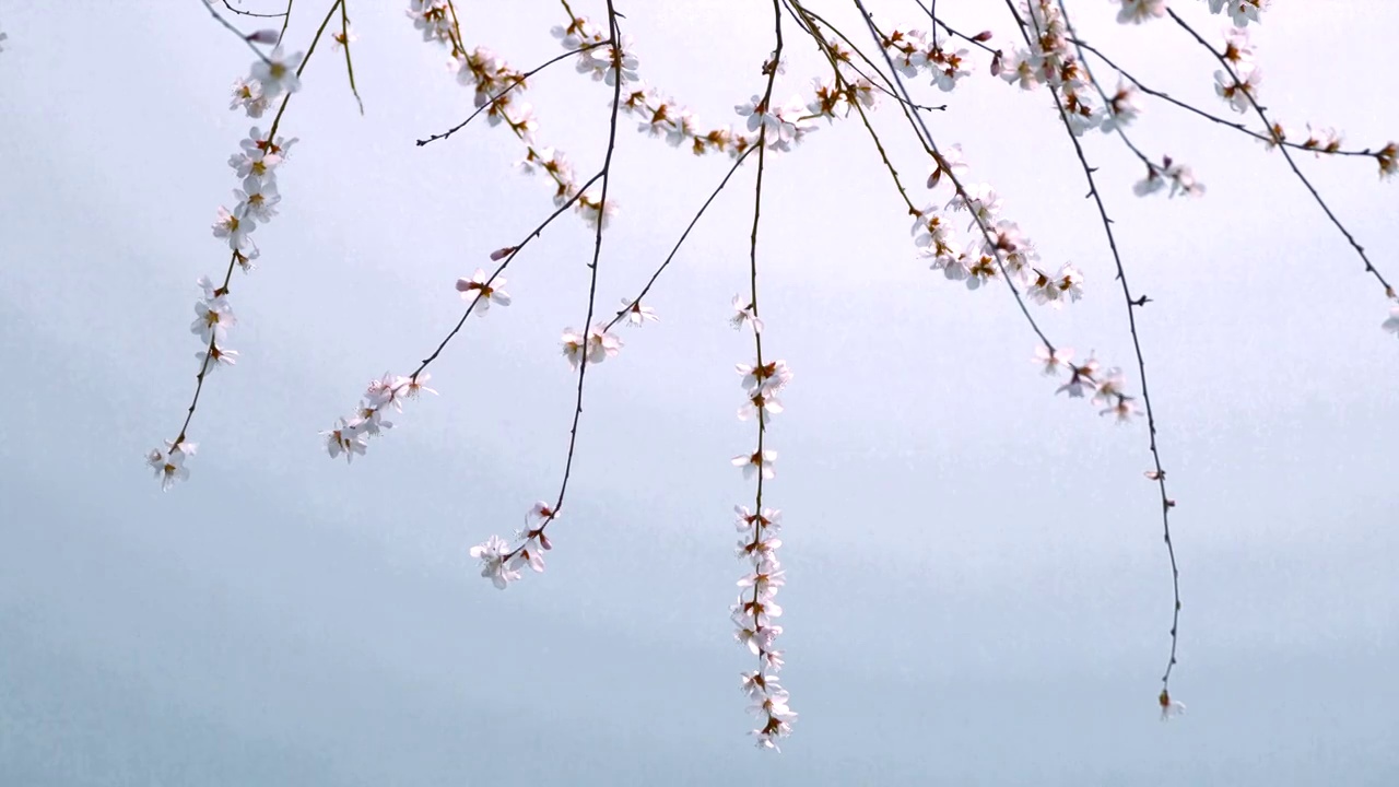 春天北京西堤春花盛开视频素材