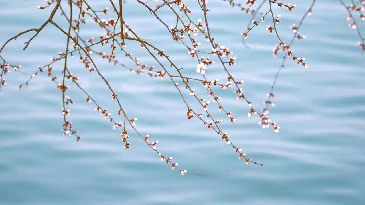 春天北京西堤春花盛开视频素材