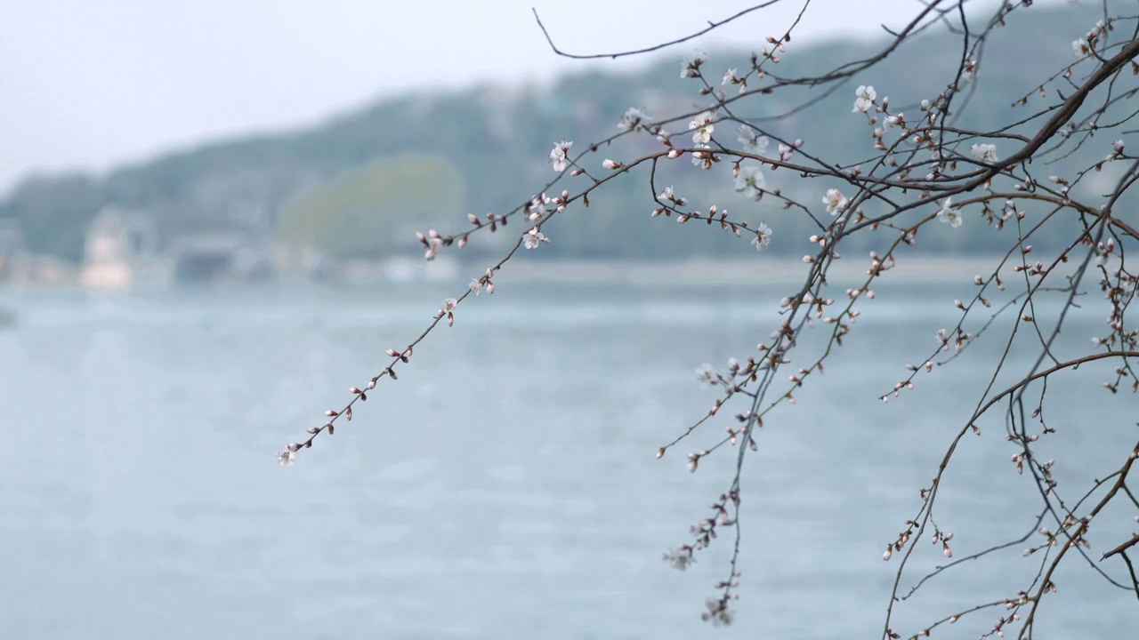 春天北京西堤春花盛开视频素材