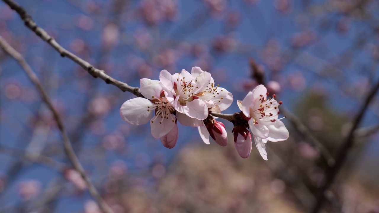 春天杏花桃花盛开随风飘摇视频素材