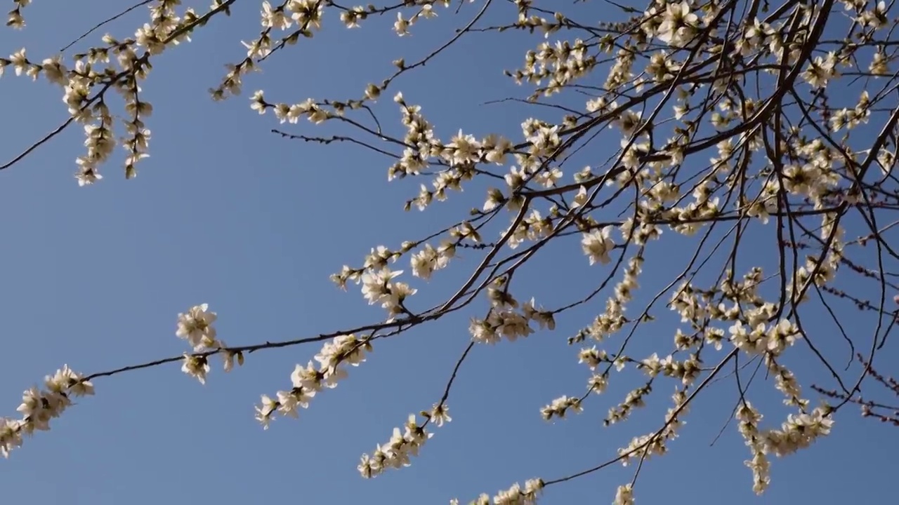 春天杏花桃花盛开随风飘摇视频素材