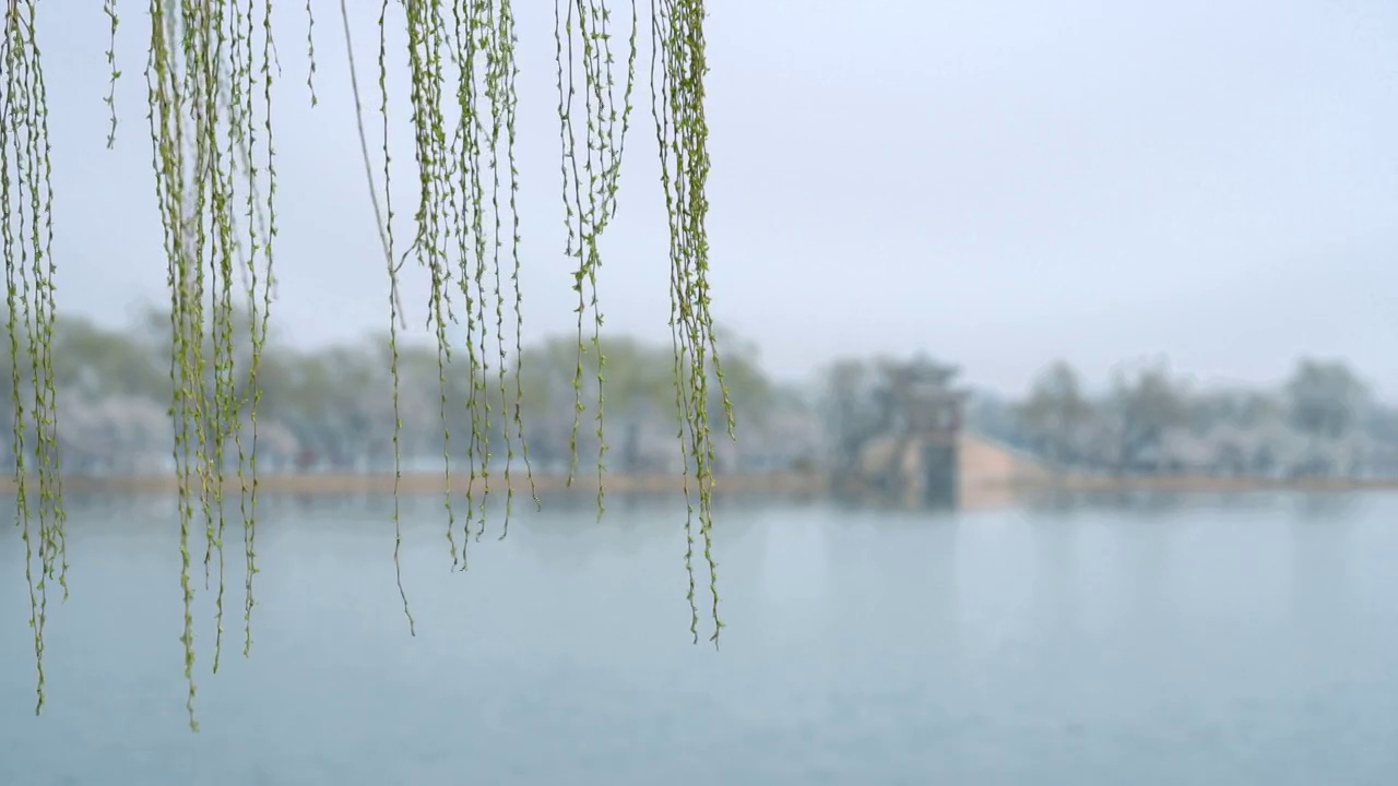 春天北京颐和园西堤桃花盛开视频素材