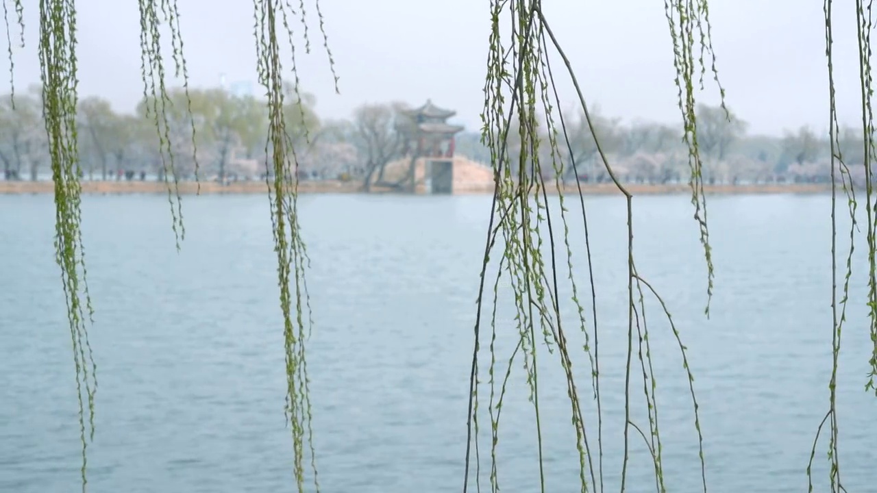 春天北京颐和园西堤桃花盛开视频素材