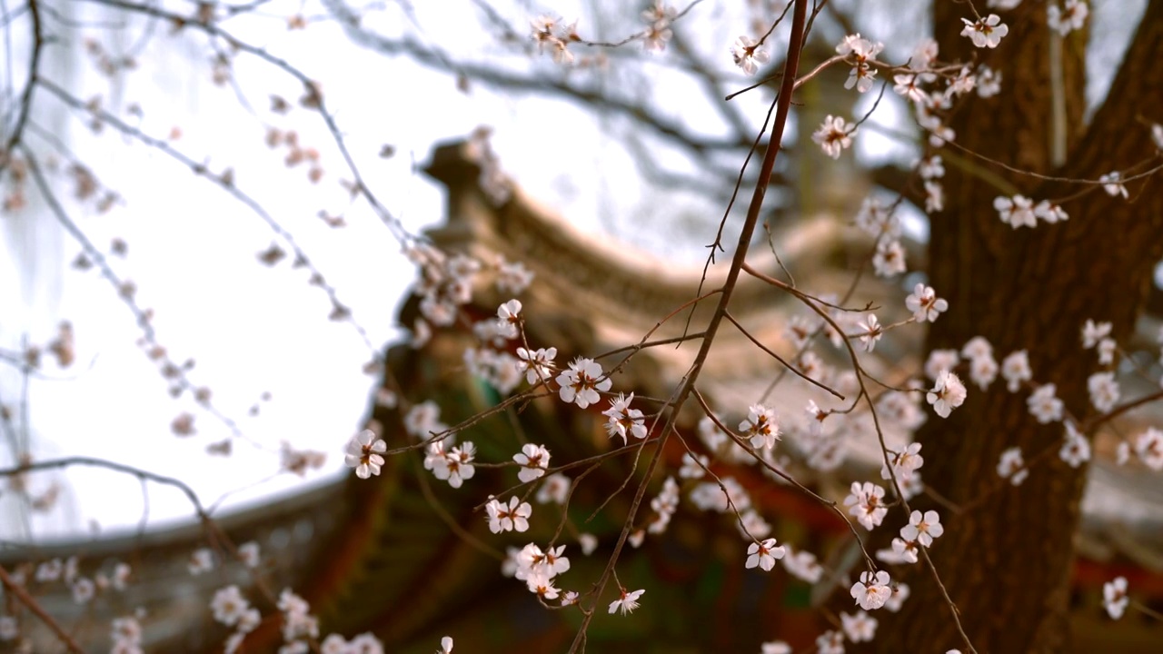 春天北京颐和园西堤桃花盛开视频素材