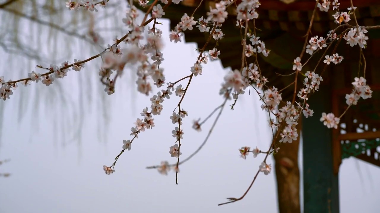 春天北京颐和园西堤桃花盛开视频素材