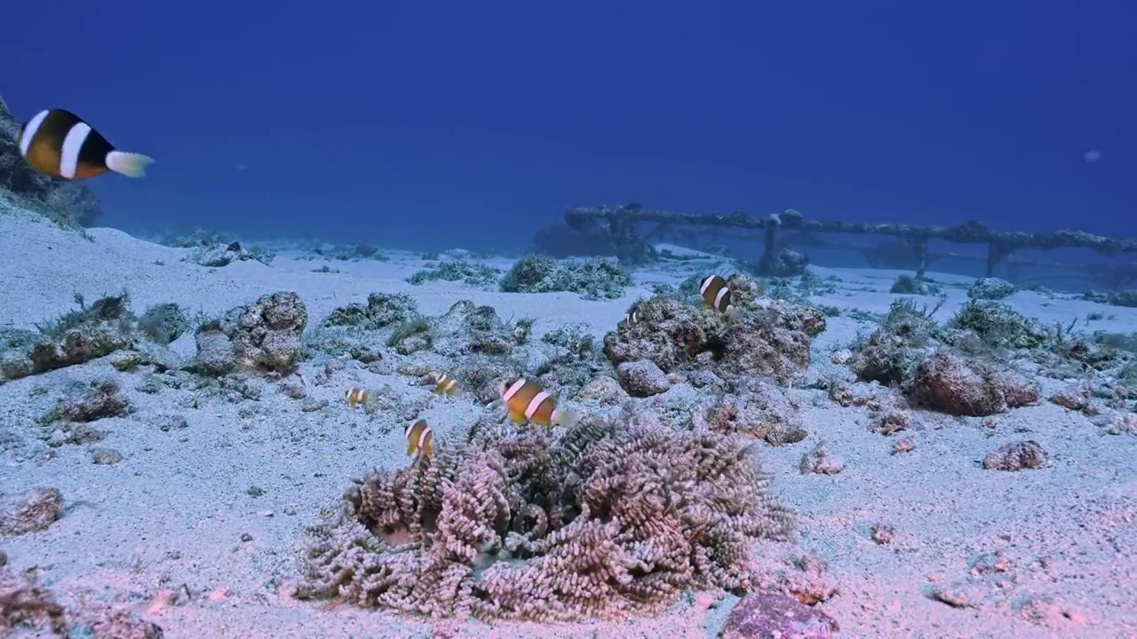 水下摄影神奇神秘的海底世界小丑鱼nemo视频素材