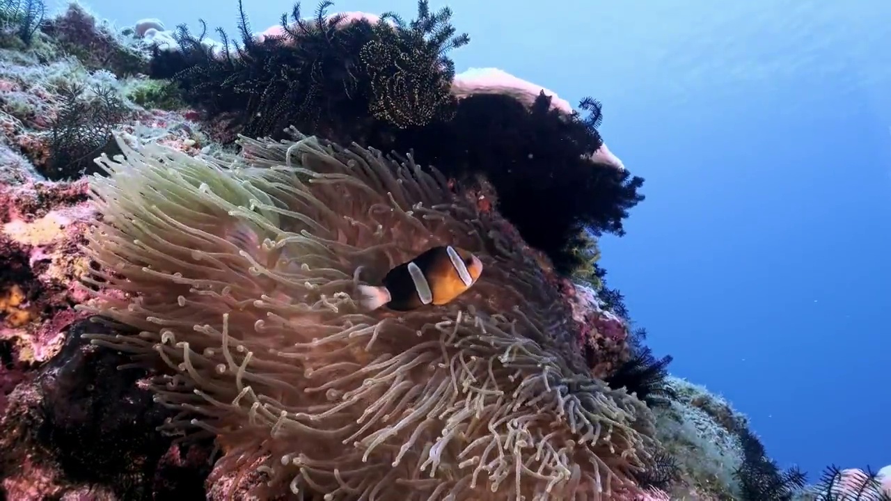 水下摄影神奇神秘的海底世界小丑鱼nemo视频素材