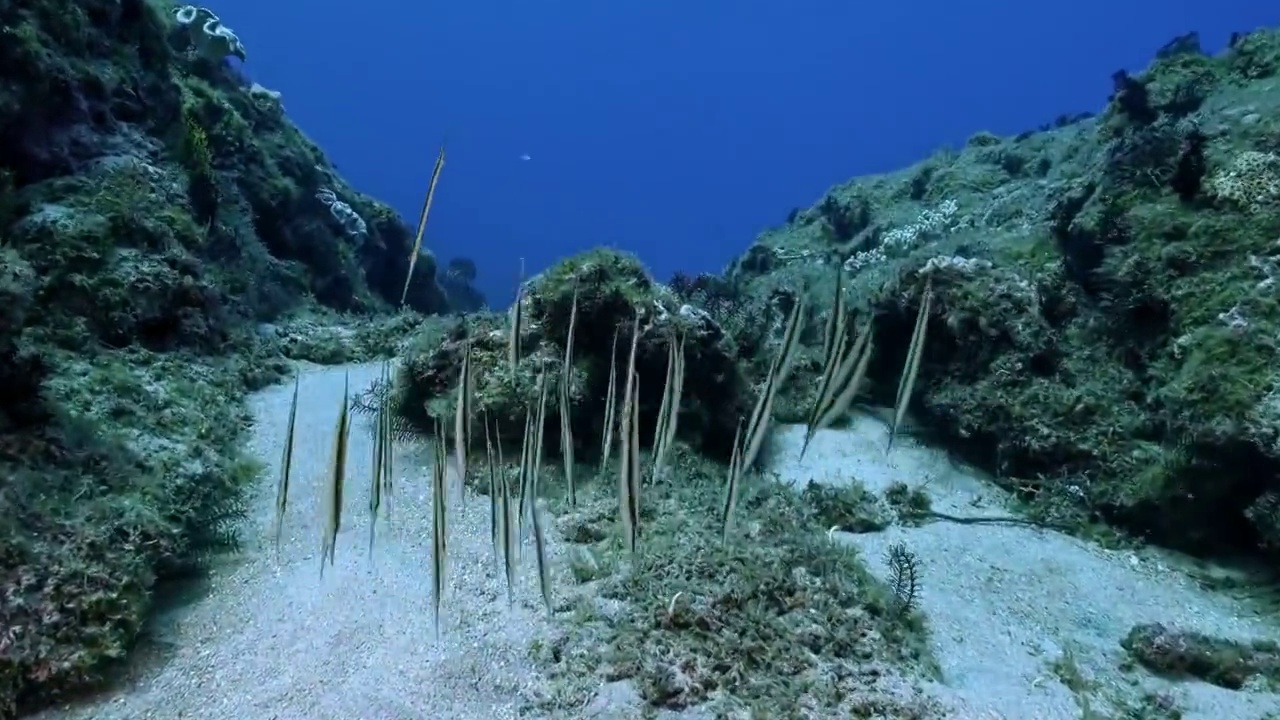 水下摄影神奇的海底世界条纹虾鱼刀片鱼视频素材