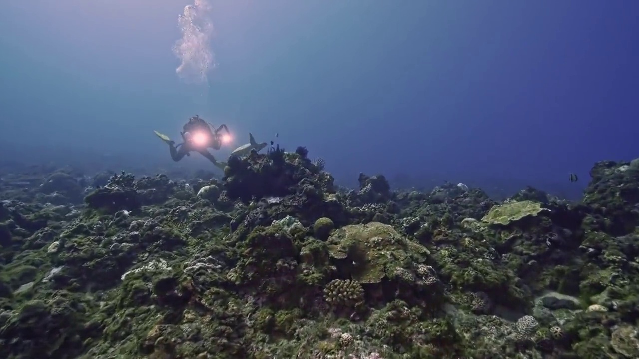 水下摄影师拍摄记录海洋水下世界视频素材