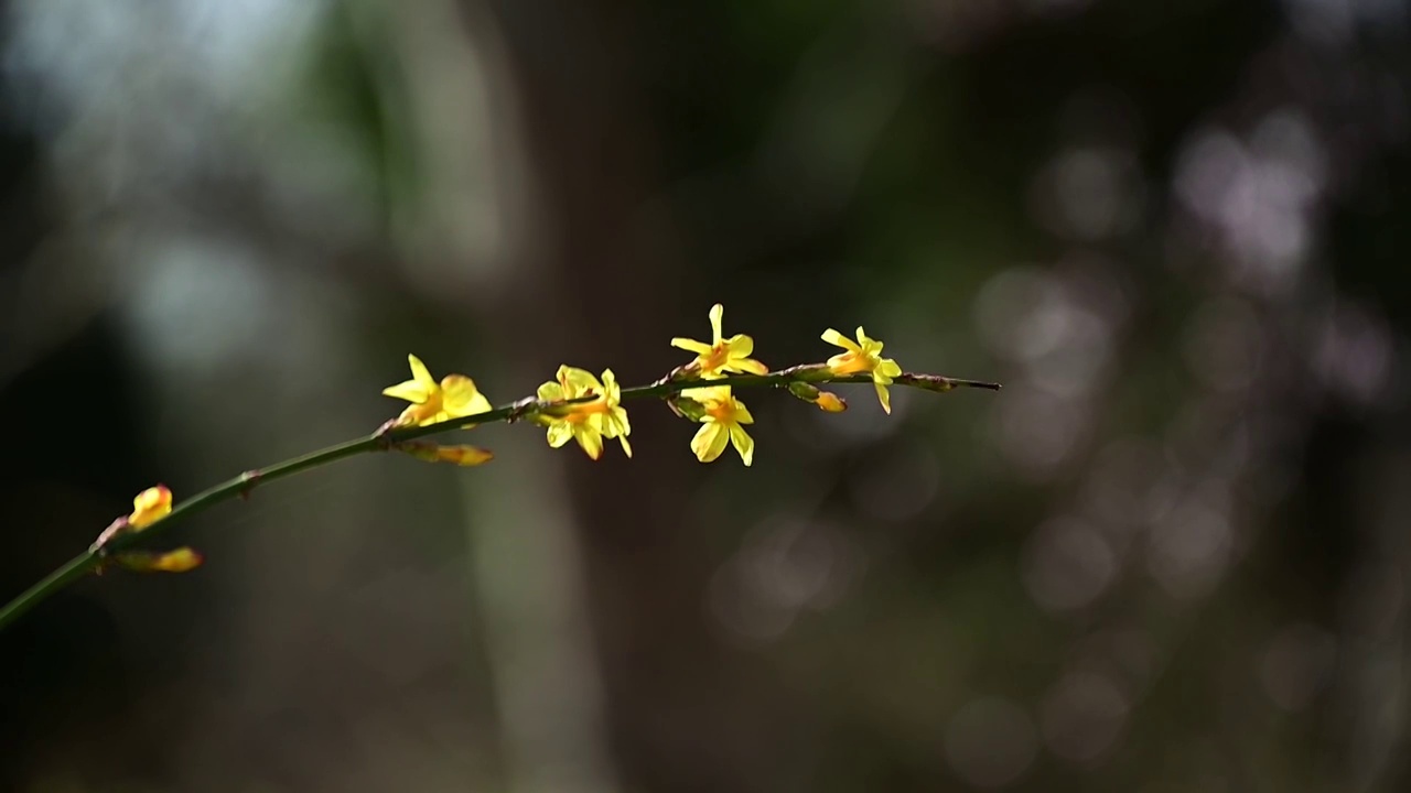 黄色迎春花视频素材