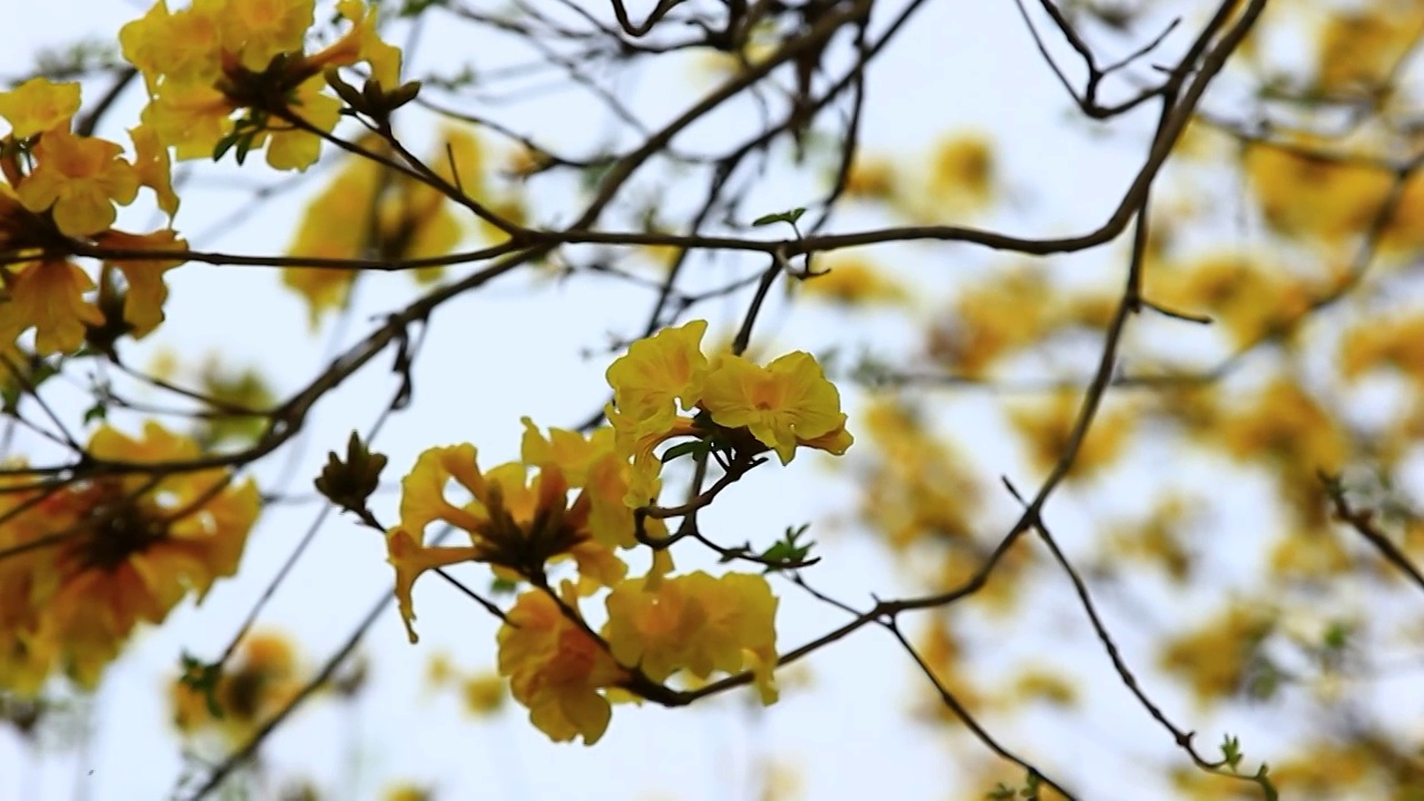 黄花风铃木视频素材