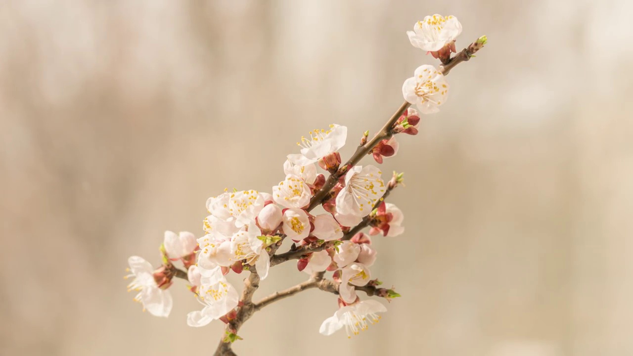 三月桃花开视频素材