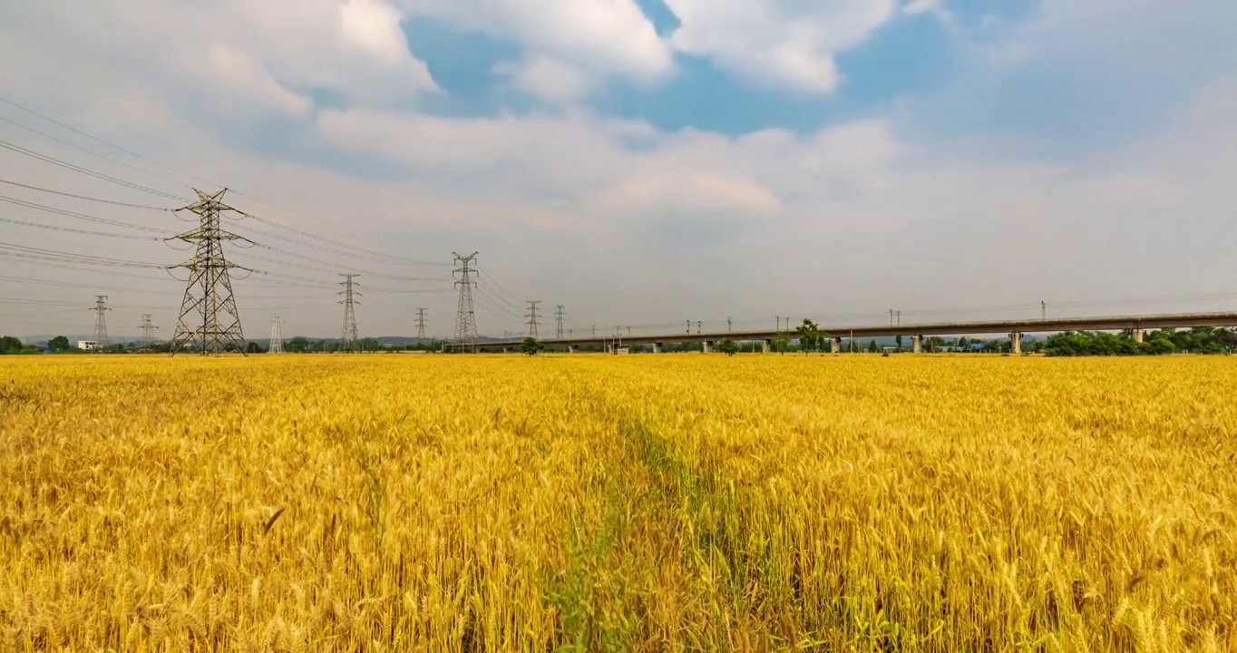 四川省成都市，8K麦田延时摄影视频素材