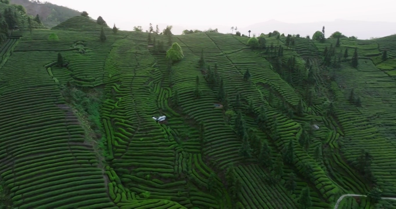 峨眉山下四川茶园的航拍镜头视频素材