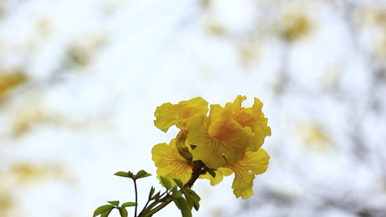 黄花风铃木盛开的特写视频素材