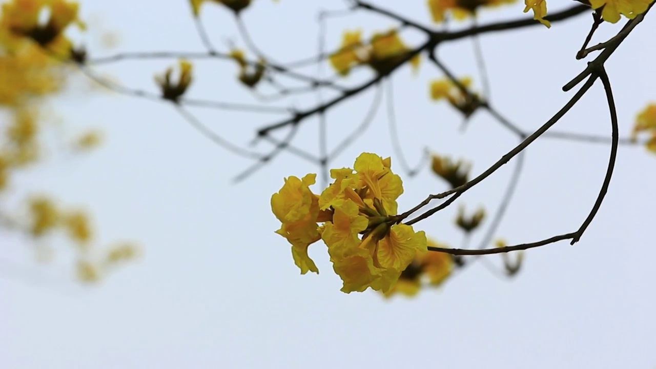 黄色的花 黄花风铃木 盛开的特写视频素材