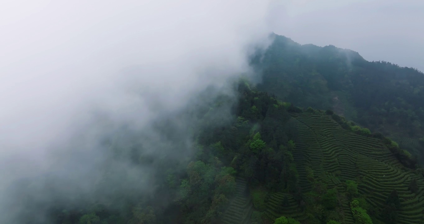 雾中茶园的航拍镜头视频素材