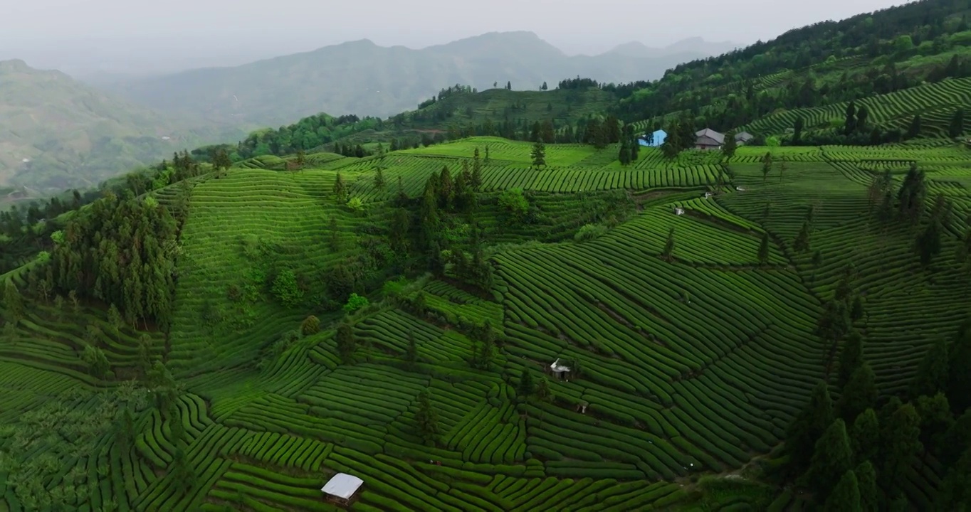 峨眉山下四川茶园的航拍镜头视频素材