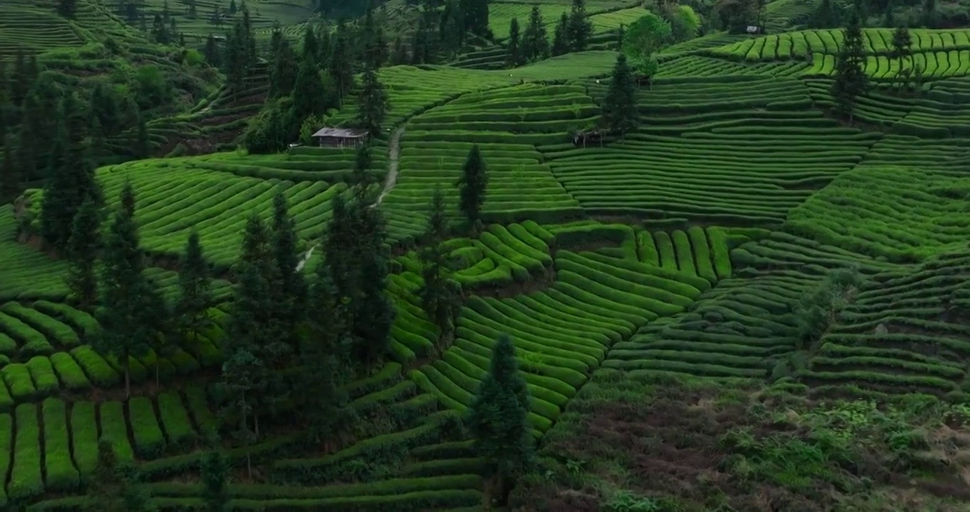 茶园航拍风光视频素材