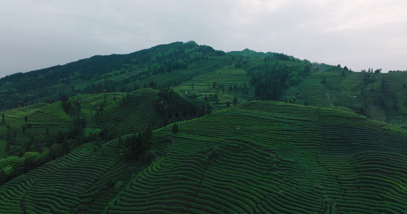 四川宁静美丽的茶园的航拍镜头视频素材