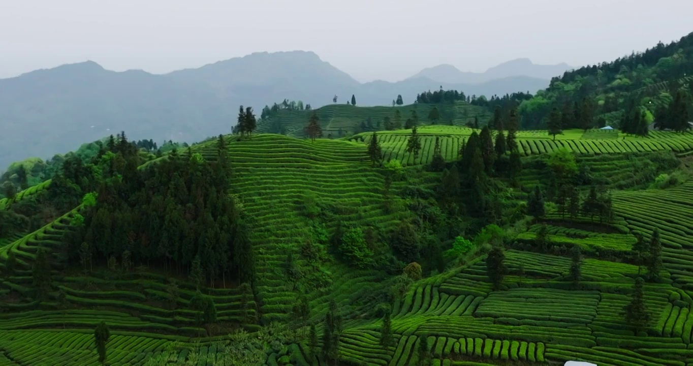 美丽大自然四川绿茶种植园的航拍风景视频素材