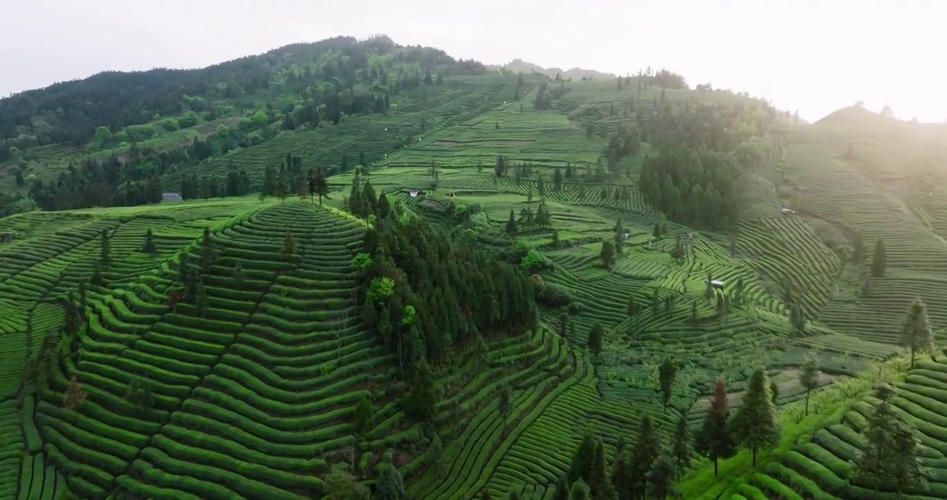 美丽大自然四川绿茶种植园的航拍风景视频素材