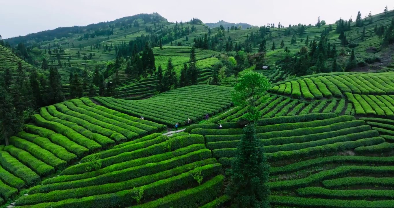 美丽大自然四川绿茶种植园的航拍风景视频素材